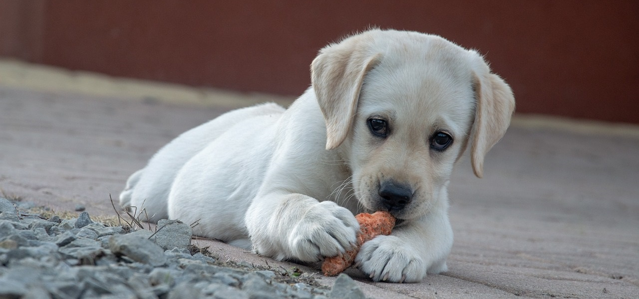 Gesunde Fütterung von Hunden