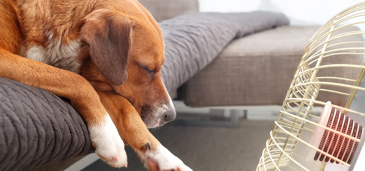 9 Tipps, wie du deinem Hund bei Sommerhitze helfen kannst 9 Tipps, wie du deinem Hund bei Sommerhitze helfen kannst