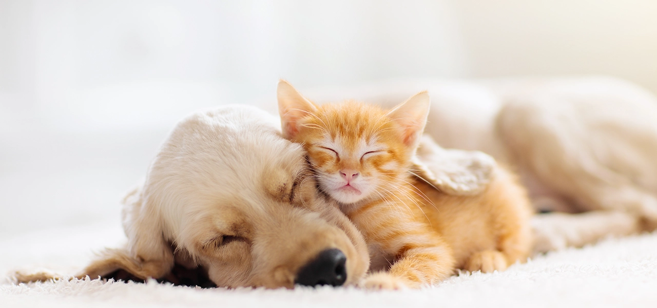 Darmgesundheit bei Hunden und Katzen: Der Schlüssel zum Wohlbefinden